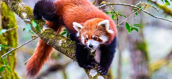 Red Panda, an endangered species on the IUCN list (Photo: Yejay)