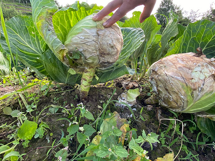  Farmers in Naga gewog say about 80 percent of cabbages have gone to waste