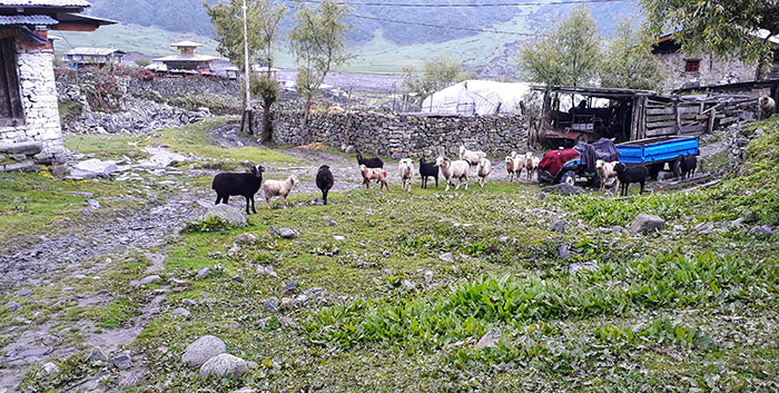  Only a few households in Sakteng rear sheep today