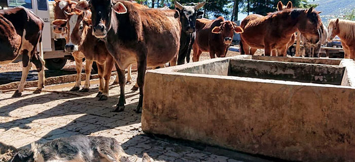Animals at Maya Foundation-Barnyard Bhutan Animal Rescue and Sanctuary in Paro