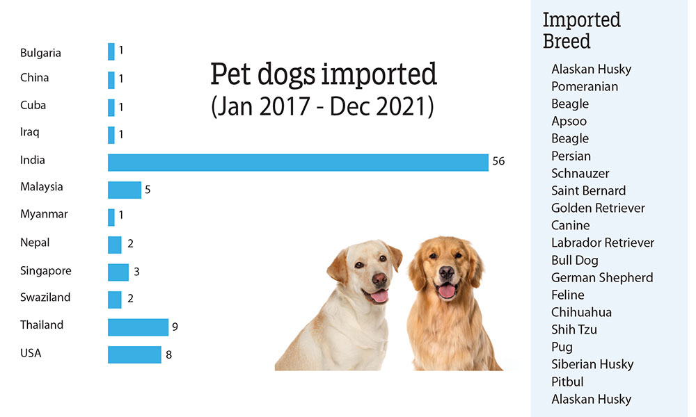 90 pet dogs imported in five years | Kuensel Online