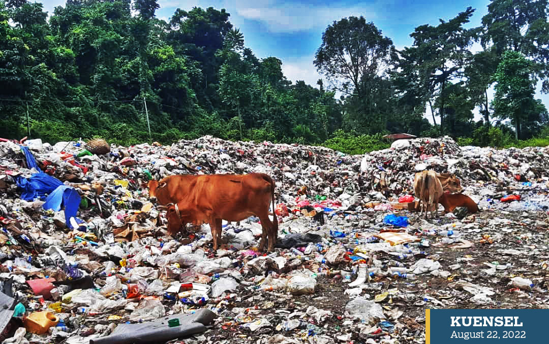Cattle eat waste at Samtse landfill | Kuensel Online